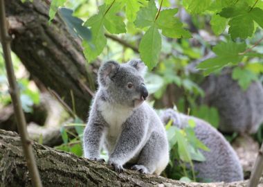 wood trunk koala