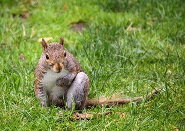 grass leaves squirrel