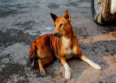 orange dog sit