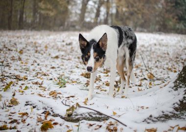 white dog snow