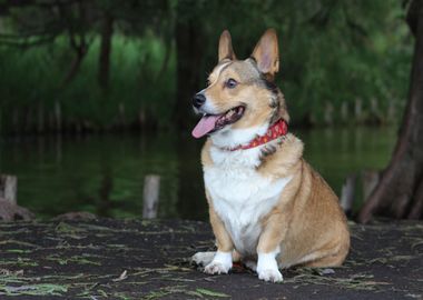 welsh dog head