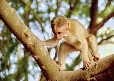 monkey on tree