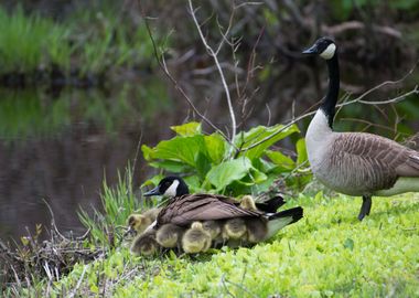 Family of Geese 