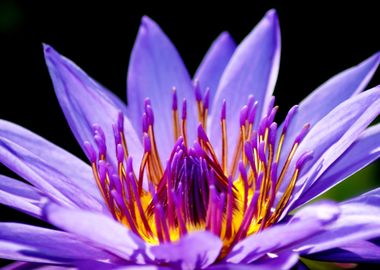 Lilac Zen Water Lily Lotus