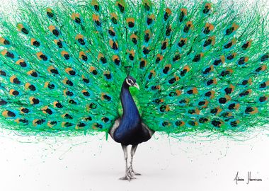 Proud Peacock