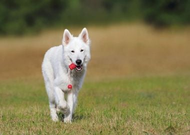 white dog over run