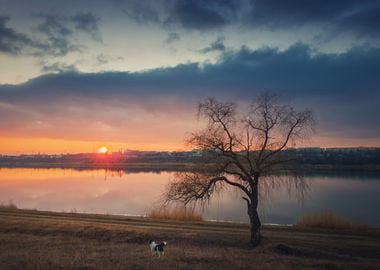 pup meets sunset