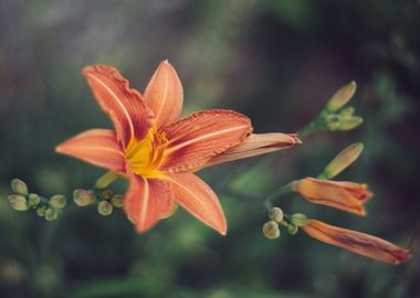 lily flower