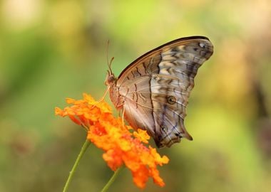 grey petal flower