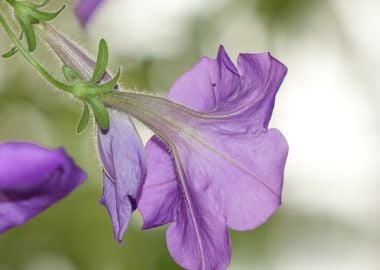 purple flower