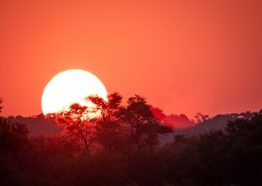 sunset tree