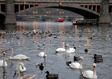 Swans on river