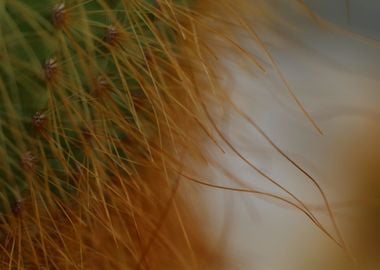 Orange Cactus Spines