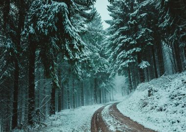 snow tree road