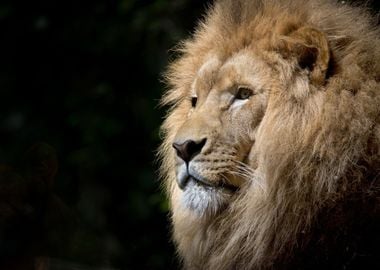 zoo head lion