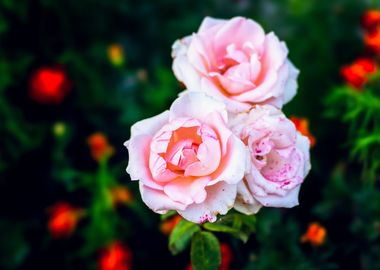 Pink Freckled Rose Flowers