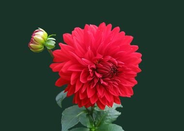 red dahlia flower