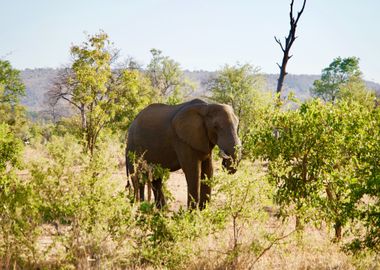 elephant green grass