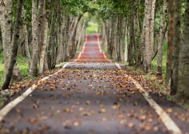 road tree