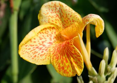 Beautiful Yellow Flower