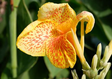 Beautiful Yellow Flower