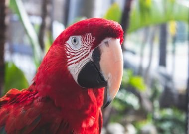 red macaw