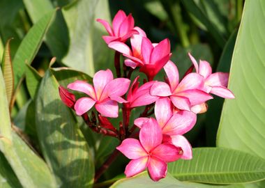 Beautiful Pink Flower