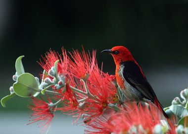 bird red flower