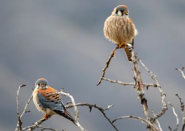 two bird brown cloud