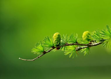 green tree plant