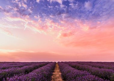 Lavanda sky