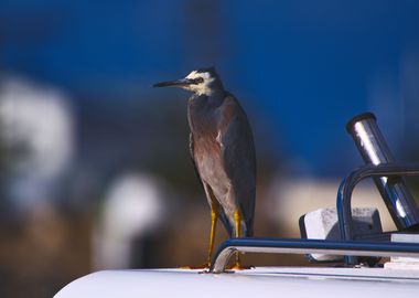 A White Faced Heron