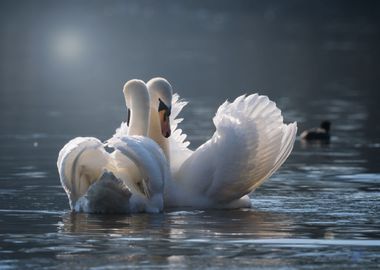 Lovebird Swans