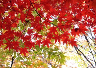 Flaming Red Maple Tree