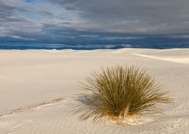 Lone Yucca