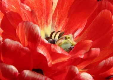 Vibrant Red Tulip Macro