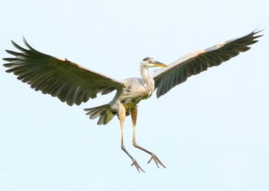 Great blue heron