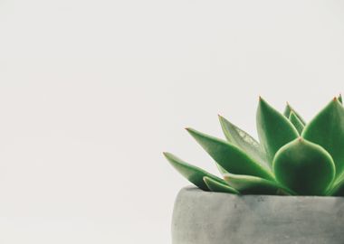 Minimalist Succulent