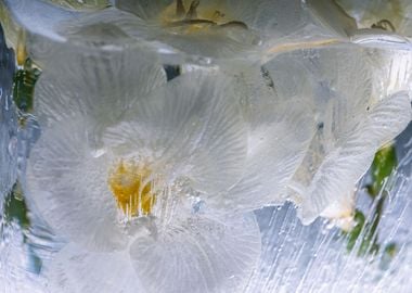 White freesia in ice 3