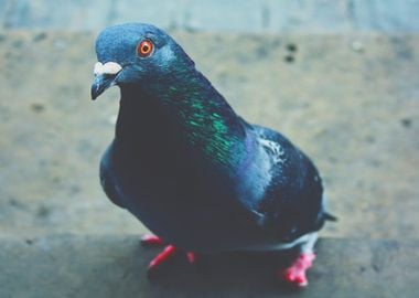 pigeon bird blue anml