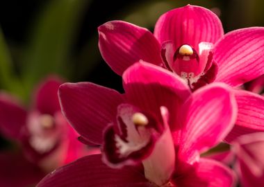 Colorful Orchids