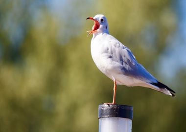 white wood bird