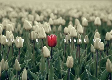 Born to Stand Out