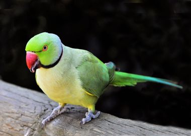 green yellow bird tree