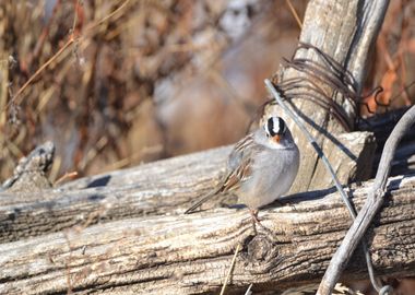 wooden grey bird