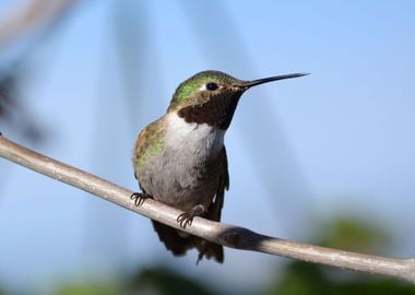 green tree bird