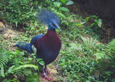 blue pigeon bird