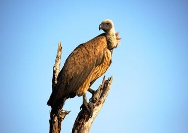 vulture bird tree