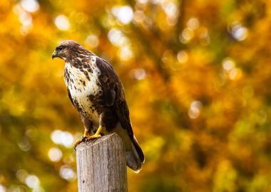 outdoor bird tree