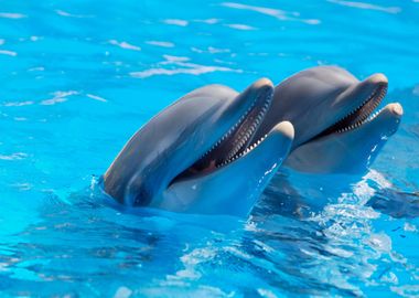 two dolphin